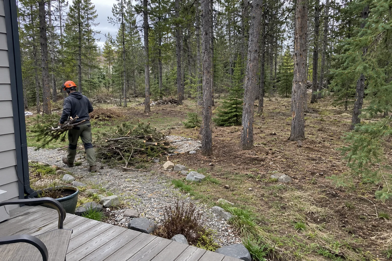 Worker clearing cut branches from thinned pines beside a home